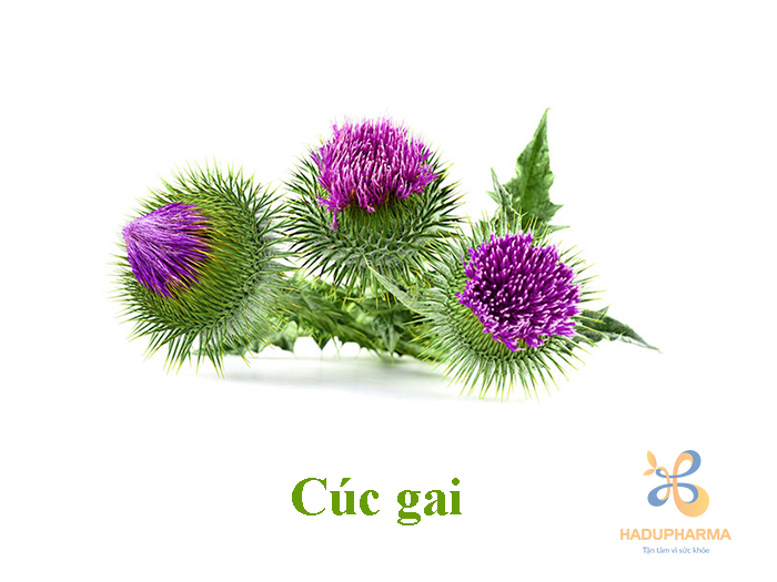 Thảo dược tốt cho gan 2