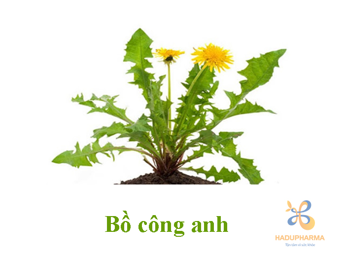 Thảo dược tốt cho gan 3