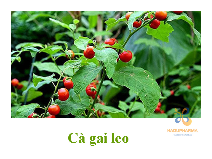 Thảo dược tốt cho gan 4