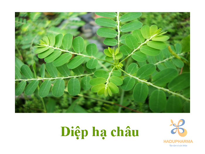 Thảo dược tốt cho gan 5