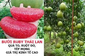 BƯỞI RUBY THÁI LAN - HAMT ORGANIC FARM
