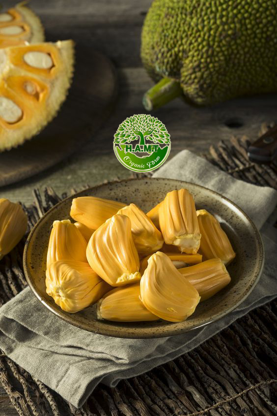 Giống mít thái siêu sớm | HAMT ORGANIC FARM