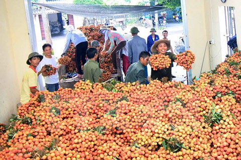 Hết thời trái cây 'đội lốt' xuất xứ