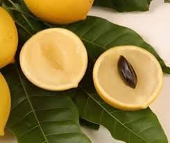 VÚ SỮA HOÀNG KIM