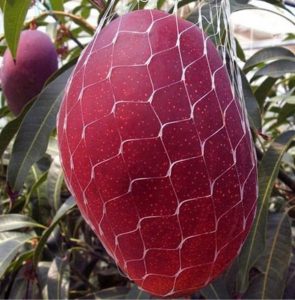 Xoài Mặt Trời Đỏ Nhật Bản