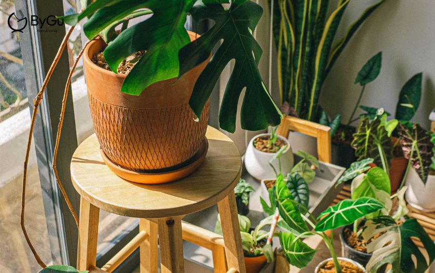 Để cây trong phòng ngủ
