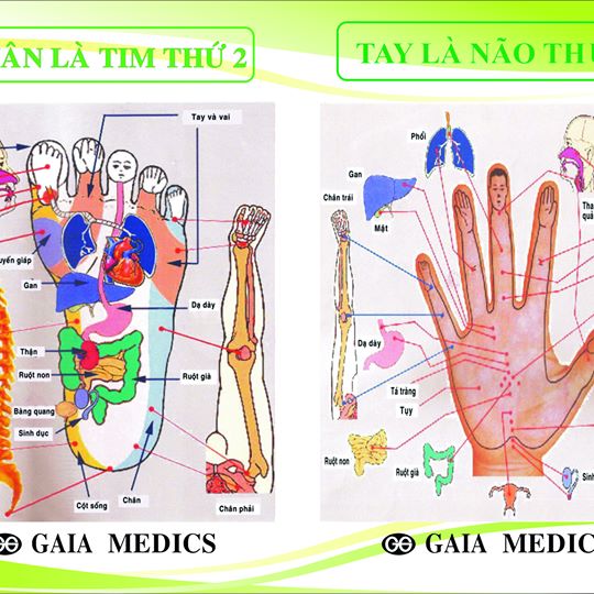 LIỆU PHÁP PHẢN XẠ BÀN TAY VÀ BÀN CHÂN