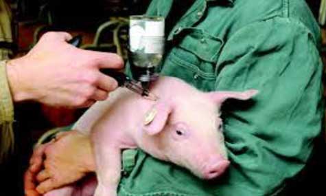 tiêm vắc xin cho heo