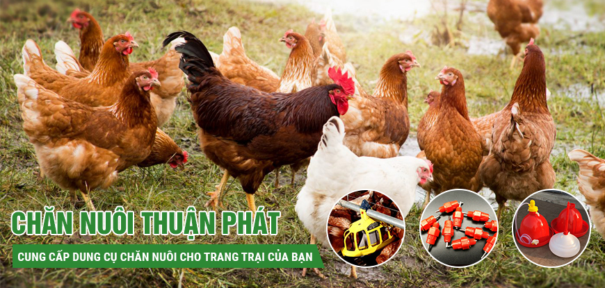 Cung cấp thiết bị và dụng cụ chăn nuôi, dụng cụ trang trại, dụng cụ thú y uy tín chất lượng cao - Channuoithuanphat.vn