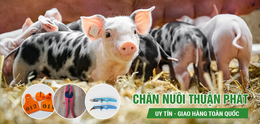 Cung cấp thiết bị và dụng cụ chăn nuôi, dụng cụ trang trại, dụng cụ thú y uy tín chất lượng cao - Channuoithuanphat.vn