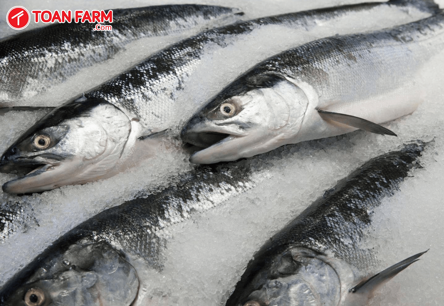 Hải sản tươi sống Đà Nẵng tại siêu thị Toàn Farm