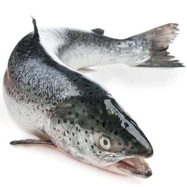 Toàn Farm - địa chỉ phân phối cá hồi uy tín nhất Đà Nẵng