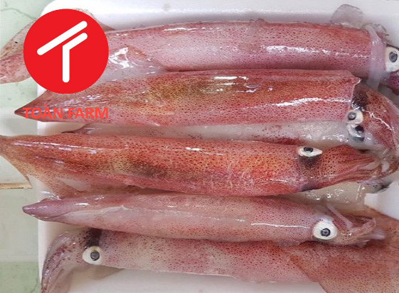 Cách chọn mực tươi