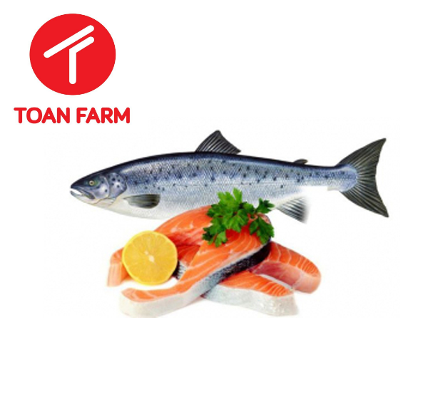 Chất lượng cá hồi tại Toàn Farm