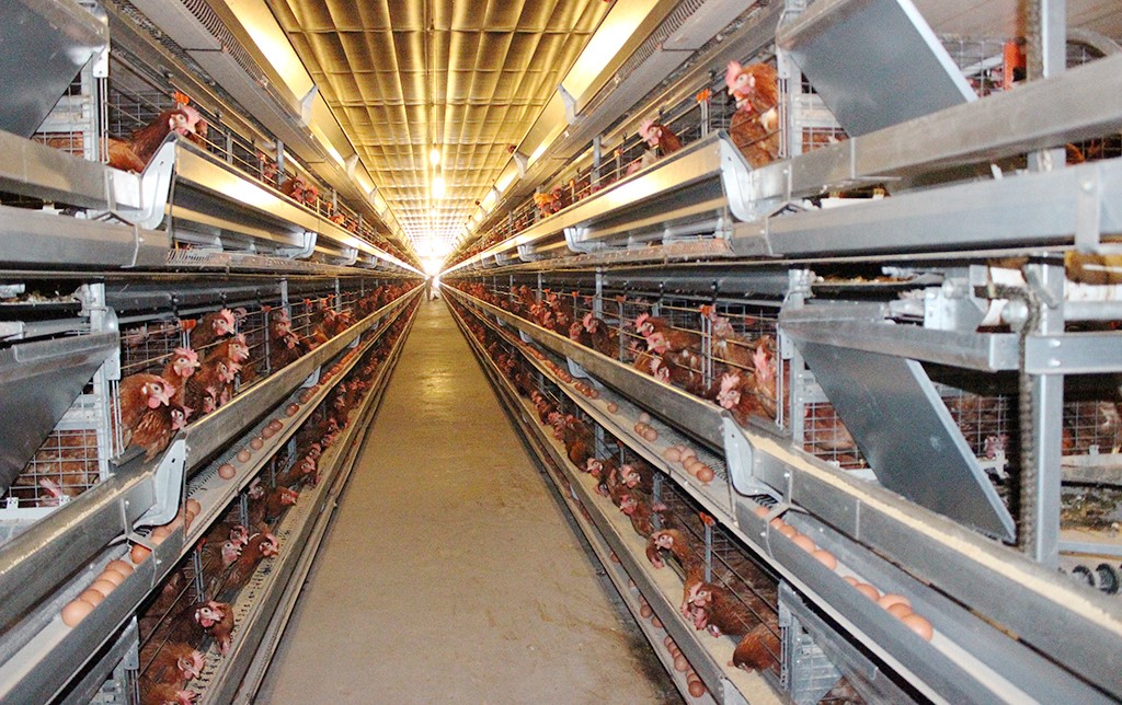 Toàn Farm mang đến bữa ăn dinh dưỡng từ trứng gà