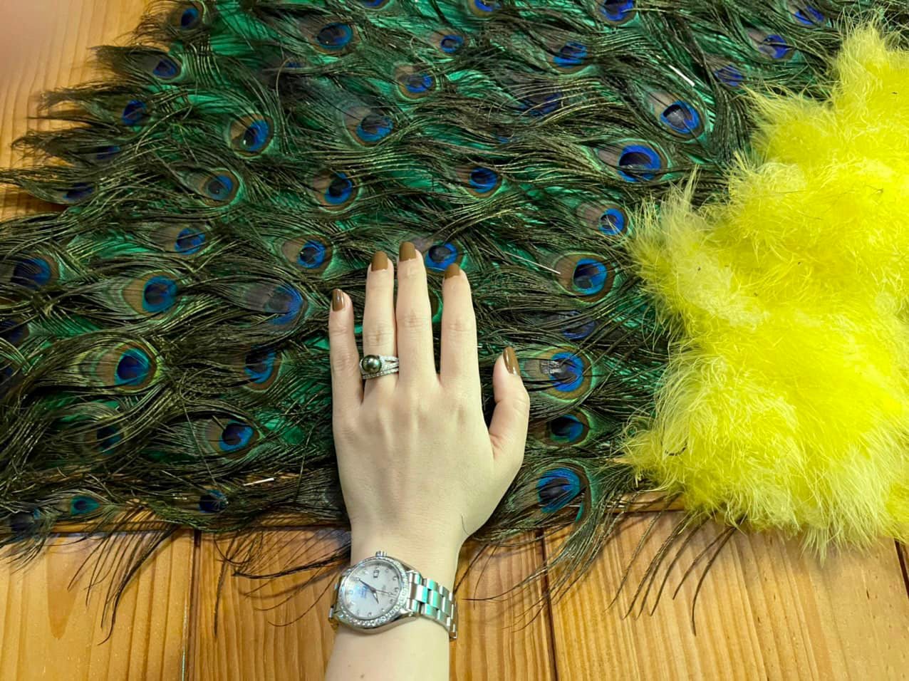 Sự kỳ diệu của ánh sáng và sắc lông công