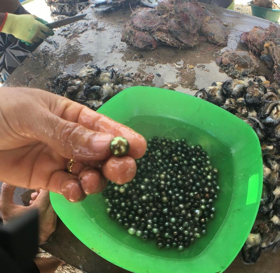 Hàu sau khi được đưa lên bờ để thu hoạch ngọc