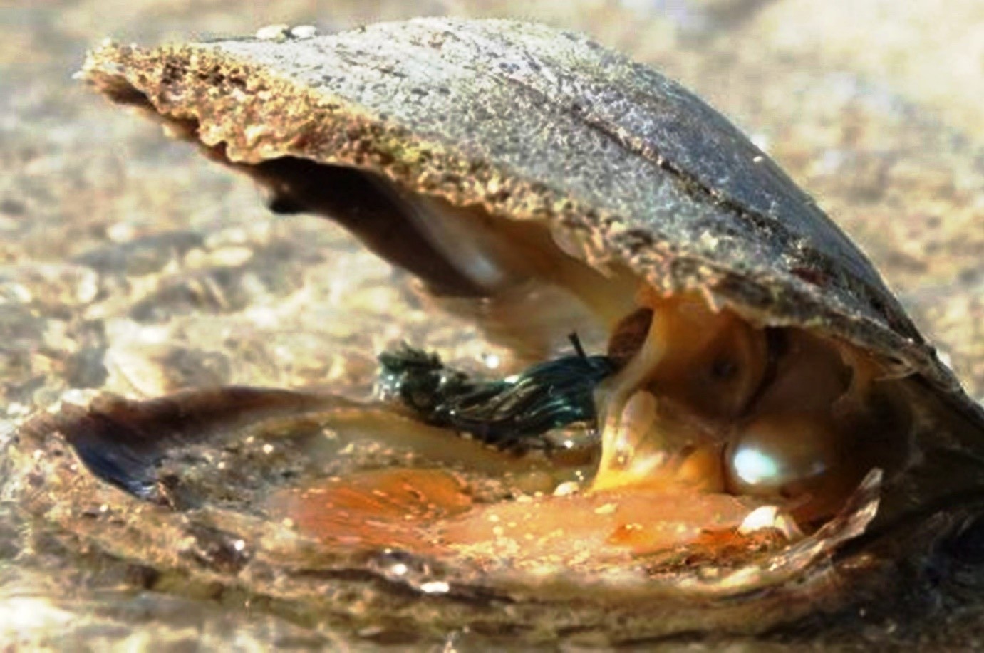 Tất Tần Tật Về Con Ngọc Trai Nước Ngọt