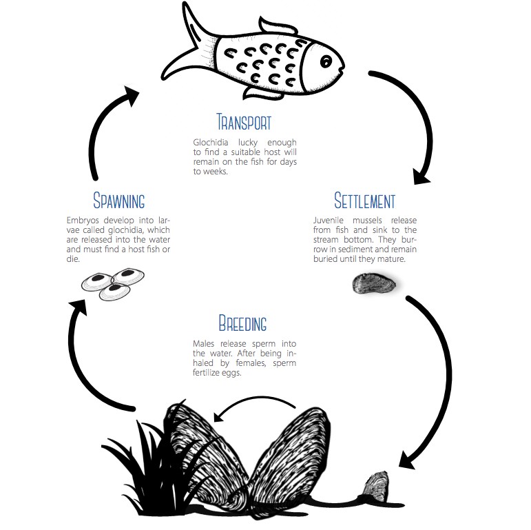 Vòng đời của Ngọc trai