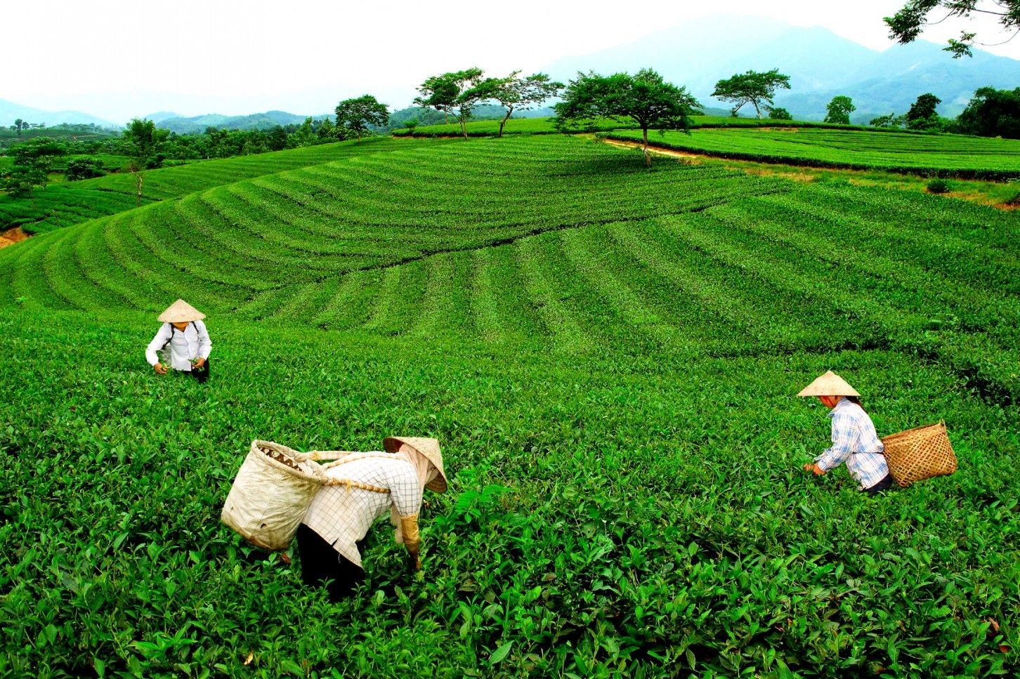 đồi chè tân cương