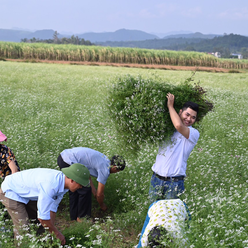 Thu hoạch mùi già sản xuất nuowcs tắm mùi già Befine