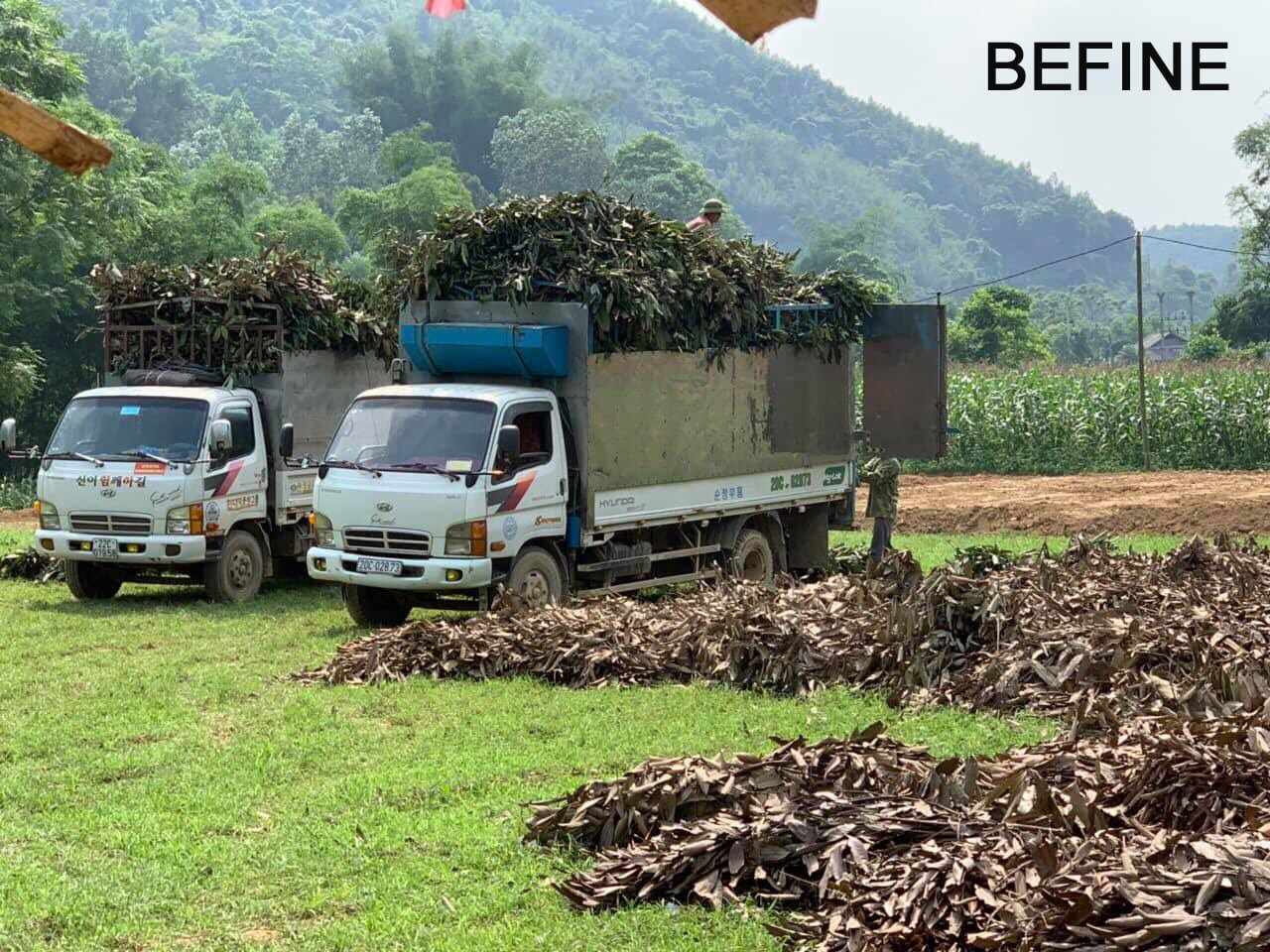 Thu hoạch cành lá quế chưng cất tinh dầu quế Befine