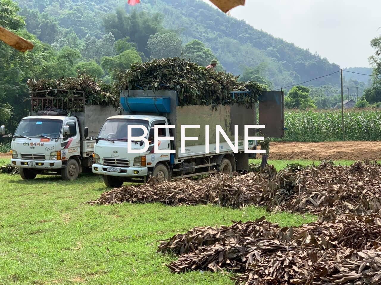 Nguyên liệu cành lá quế để sản xuất tinh dầu quế Befine