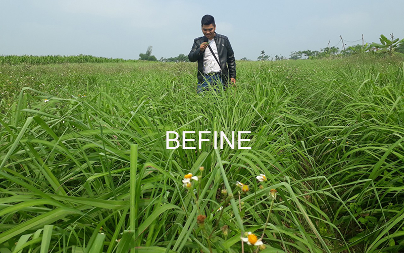 Vùng nguyên liệu sả Java Befine