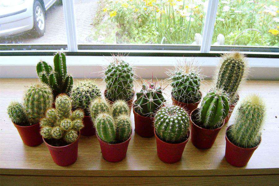 tặng cây nếu cô gái của bạn thích trồng và chăm sóc cây