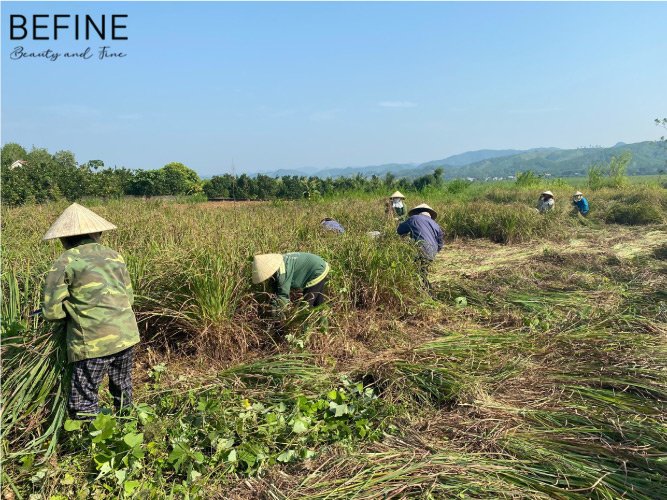 Vùng nguyên liệu sả chanh