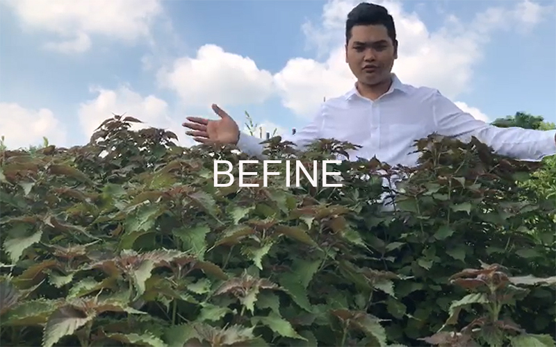 Anh Dương Ngọc Trường tại vườn nguyên liệu sản xuất nước cất tía tô - toner tía tô Befine 2