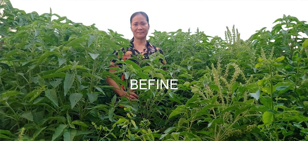 Vùng nguyên liệu trồng hương nhu sản xuất tinh dầu hương nhu Befine 