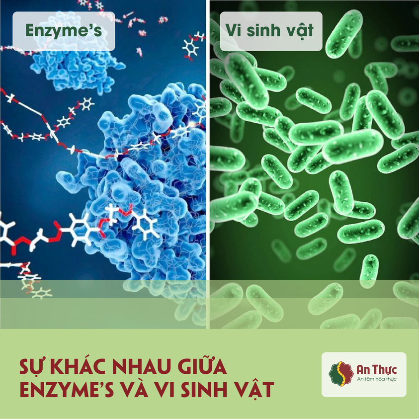 SỰ KHÁC BIỆT GIỮA ENZYME’S & VI SINH VẬT - TÁC DỤNG VƯỢT TRỘI ĐỂ ENZYME’S ĐƯỢC ƯU TIÊN SỬ DỤNG SỰ KHÁC BIỆT GIỮA ENZYME’S & VI SINH VẬT - TÁC DỤNG VƯỢT TRỘI ĐỂ ENZYME’S ĐƯỢC ƯU TIÊN SỬ DỤNG