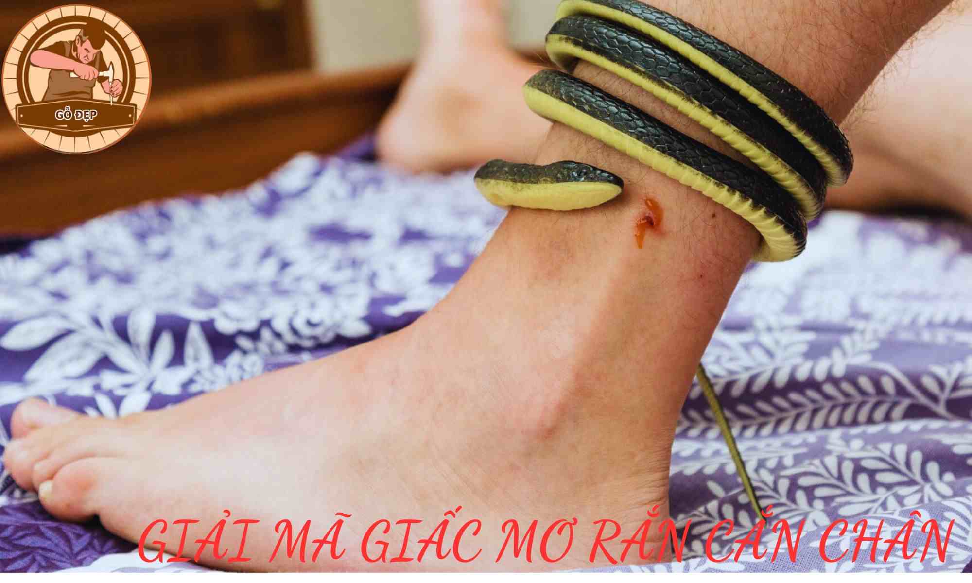 Ý nghĩa của nằm mơ thấy rắn cắn chân