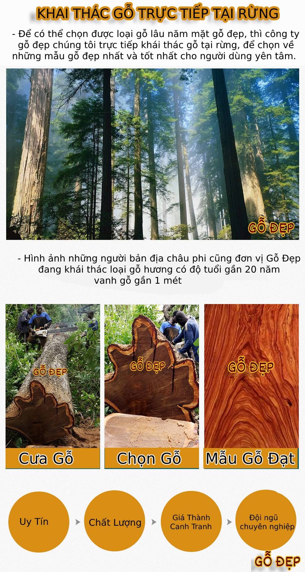 Các loại gỗ được khai thác tự nhiên và đảm bảo chất lượng