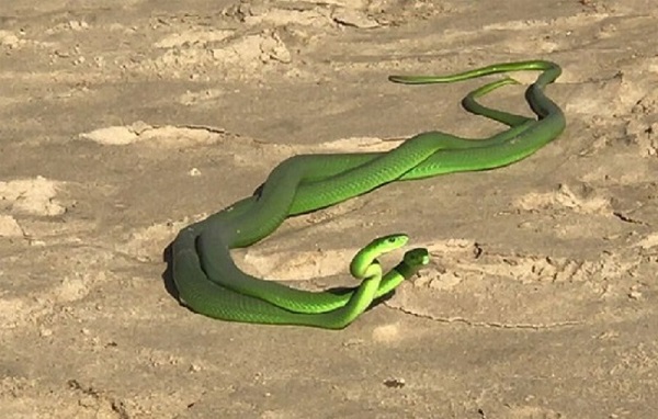 GIấc mơ thấy 2 con rắn màu xanh