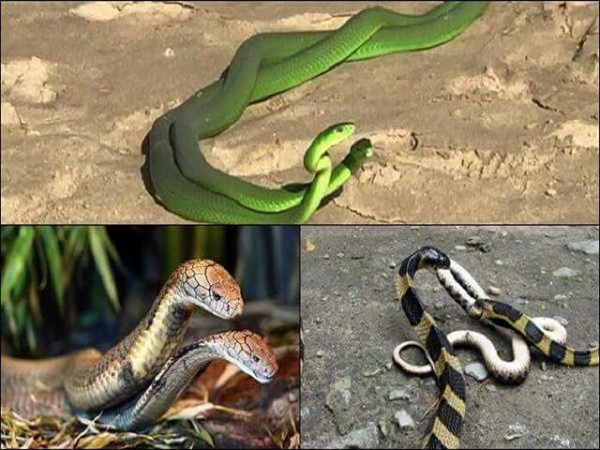 Mơ thấy 2 con rắn đánh con gì?