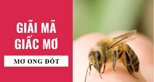 Mơ ong đốt đánh con gì?