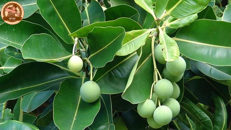 Gỗ mù u - một loại gỗ quý hiếm, mang những đặc điểm vô cùng độc đáo