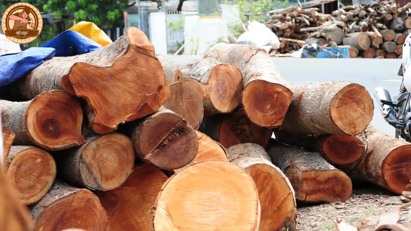 Gỗ mù u có những đặc điểm nhận biết nào?