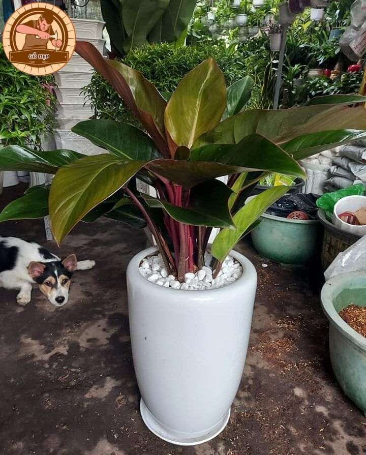 Cây đế vương trên bàn thần tài giúp bạn thu tài đón lộc