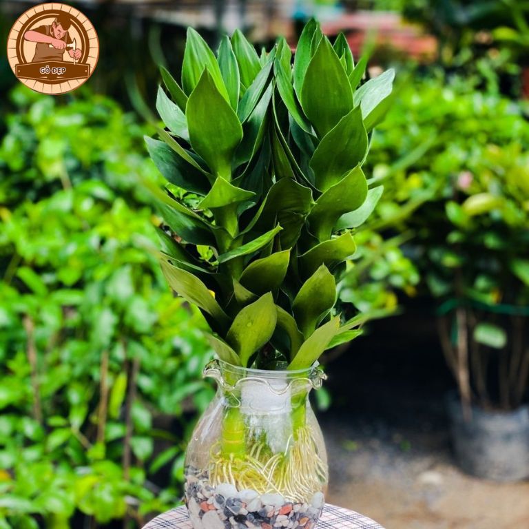 Cây phát tài búp sen được nhiều gia chủ sử dụng