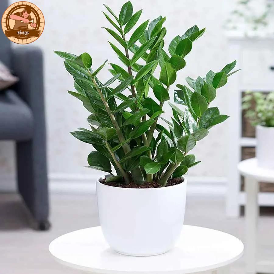 Cây kim tiên đón lộc vào nhà