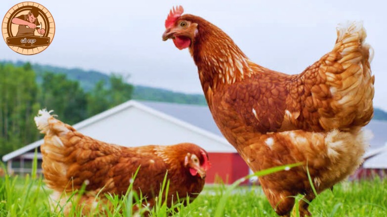 Mơ thấy con gà mái đánh số gì?