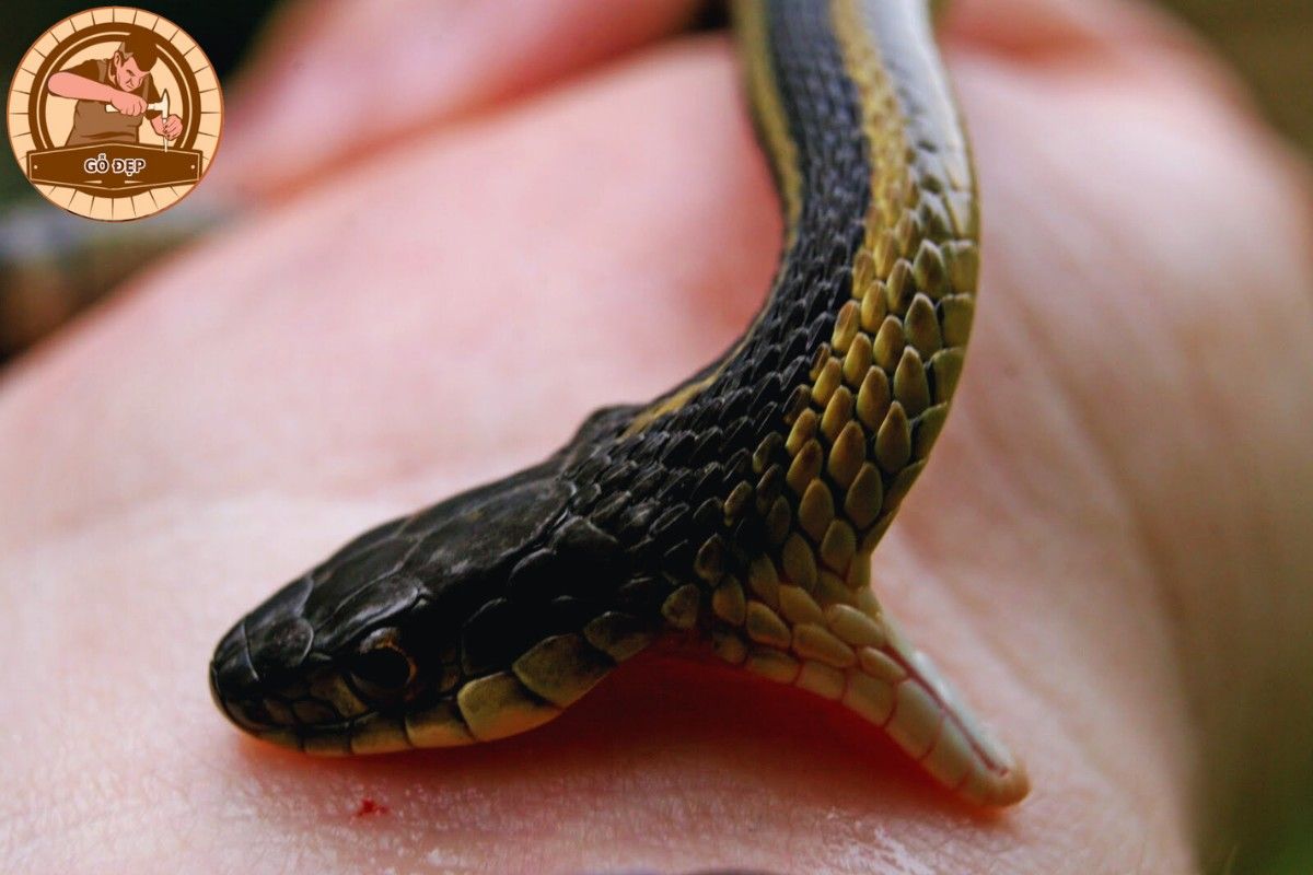 Nằm mơ thấy rắn cắn chân trái