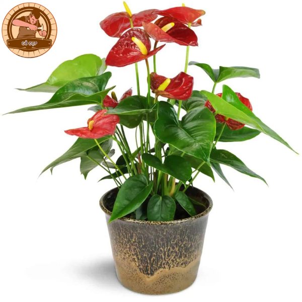 Cây Hồng Môn thu hút nhiều may mắn tài lộc trong phòng thờ