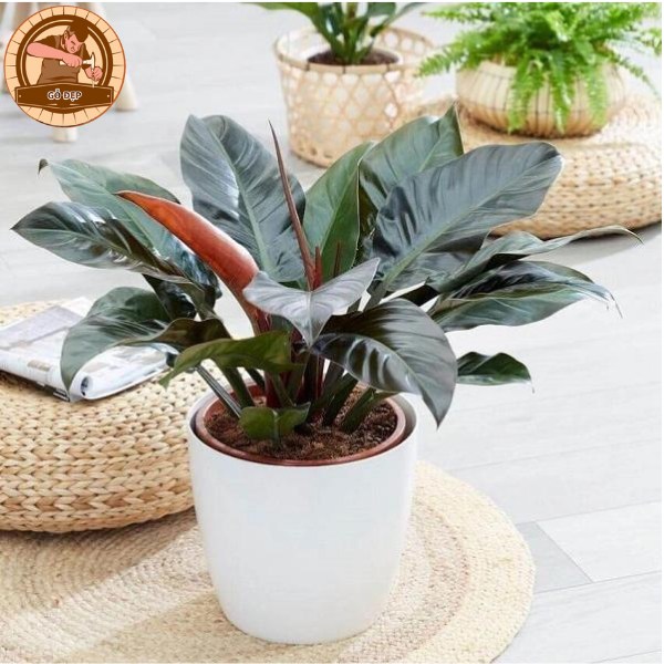 Cây đế vương- Loại cây phù hợp để đặt phòng thờ