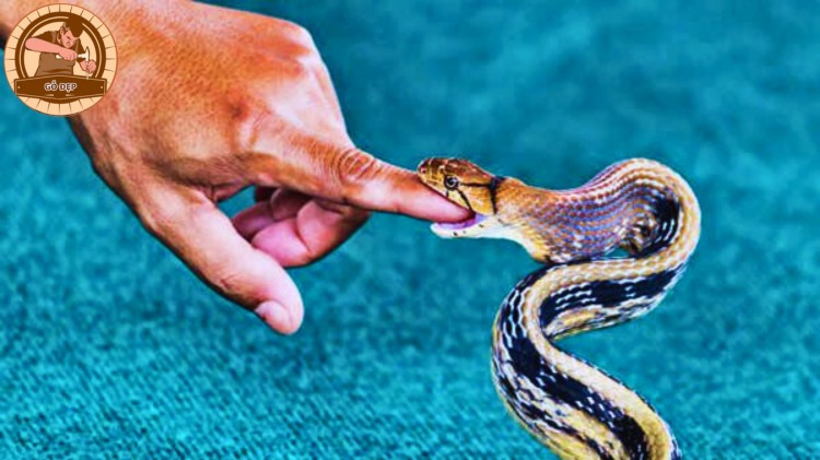 Giải mã nằm mơ thấy rắn cắn tay báo hiệu điều gì?