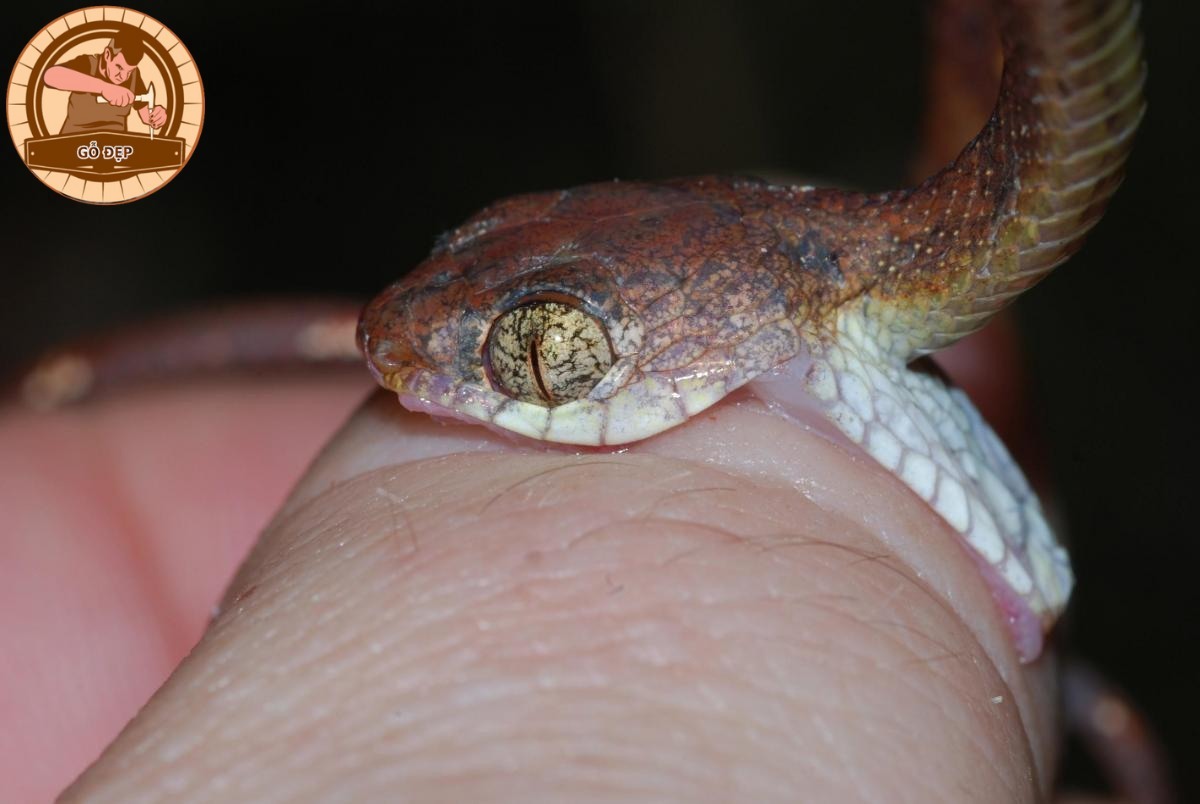 Nằm mơ thấy rắn cắn chân