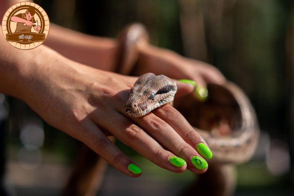 Mơ thấy rắn đen rượt cắn bạn là tốt hay xấu?